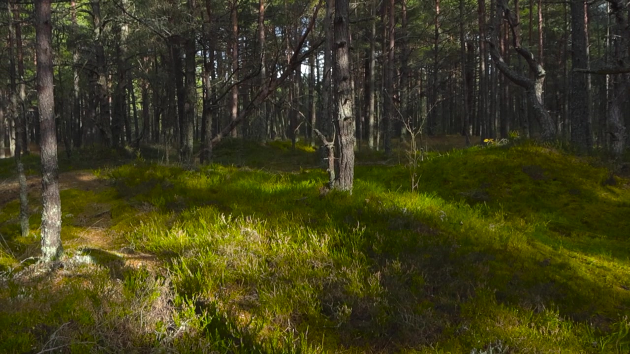 Långsamt rörlig film av en solig tallskog under hösten eller sommaren, medan kameran rör sig från marken och stiger högre, och avslöjar den täta tallskogen i bakgrunden. Mossig mark syns.