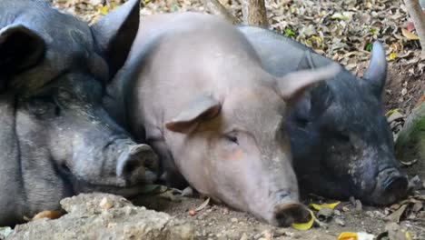 Family-of-three-pigs-resting-peacefully-on-a-dry-forest-ground