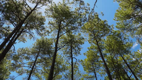 Time-lapse-in-Kirirom,-Cambodia