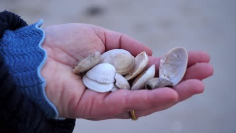 close-up of a woman's hand showing a selection of collected seashells