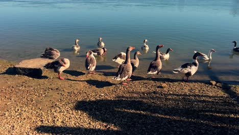 Traversing-alongside-a-flock-of-geese-gracefully-skimming-across-the-water's-surface-during-the-daytime,-showcasing-wildlife-thriving-in-their-natural-habitat