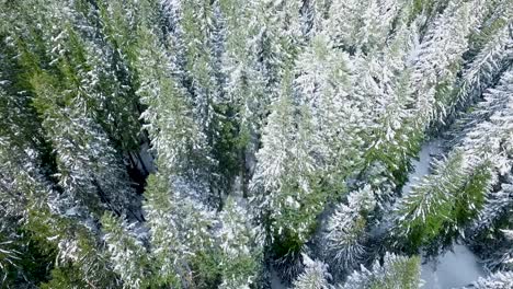 Aerial-of-snow-covered-trees-in-the-Mt-Hood-National-Forest