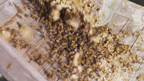 beekeeper pours bee swarm into hive