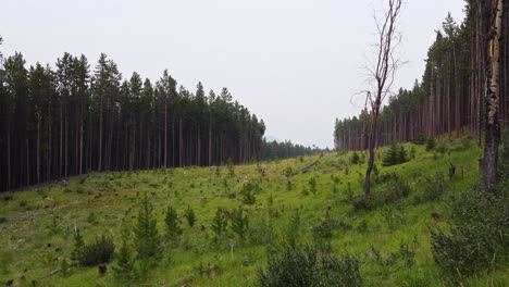 Madera-Muerta-Y-Brotes-De-Pino-En-Bosques-Deforestados