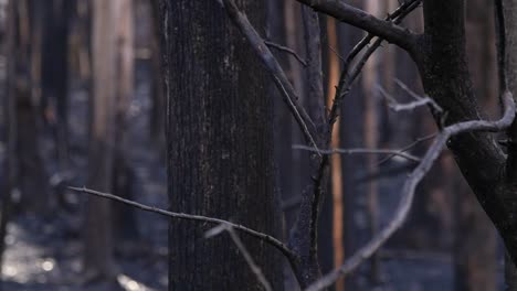 detail of burnet brunch in a black forest after natural disaster