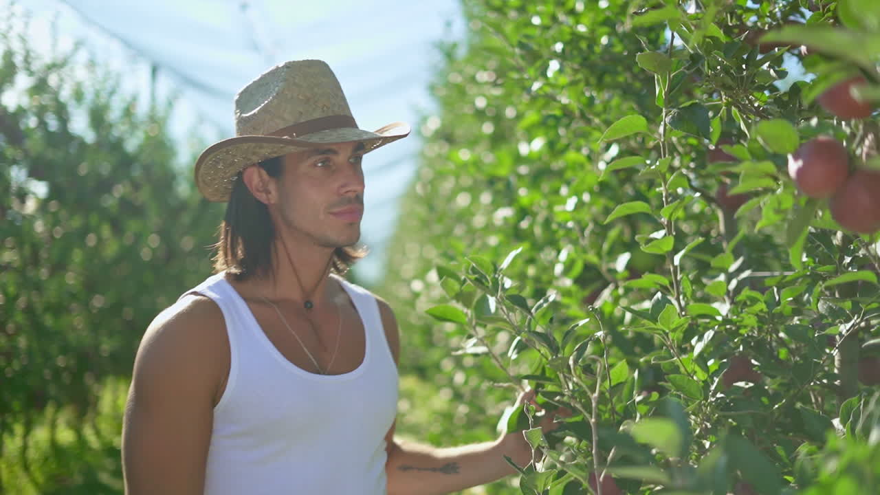 Man working in an apple orchard
