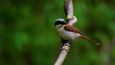 The-Tiger-Shrike-got-its-name-from-the-Tiger-like-pattern-on-its-feathers-as-it-is-also-a-predator-of-a-bird-that-feeds-on-insects,-very-small-mammals,-and-even-birds-of-its-size