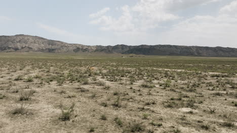 goitered gazelle antelopes walking in arid vashlovani steppe, georgia