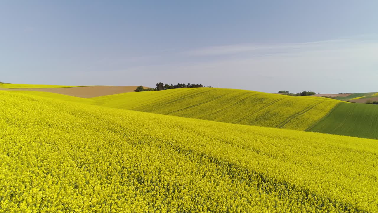 vista panorámica del campo de canola contra el cielo 10