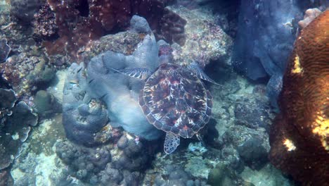 hawksbill sea turtle slowly swimming in blue water through sunlight, try to find food on coral reef. scuba on wildlife. underwater marine life tropical turtle in wild nature