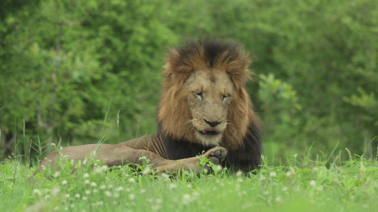 A male lion lying in the lush green grass while licking his paw and lifting his back leg to groom himself. Filmed from a low angle in Kruger National Park.