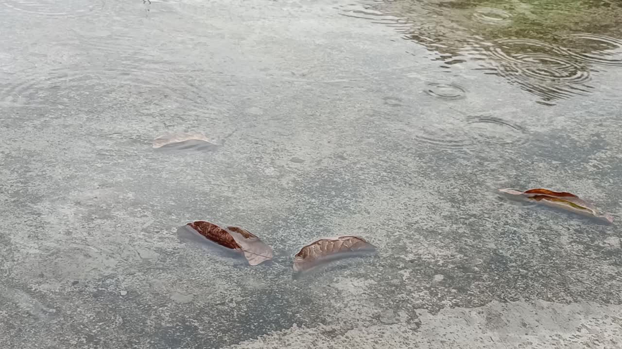 방울과 건조한 잎, 자연