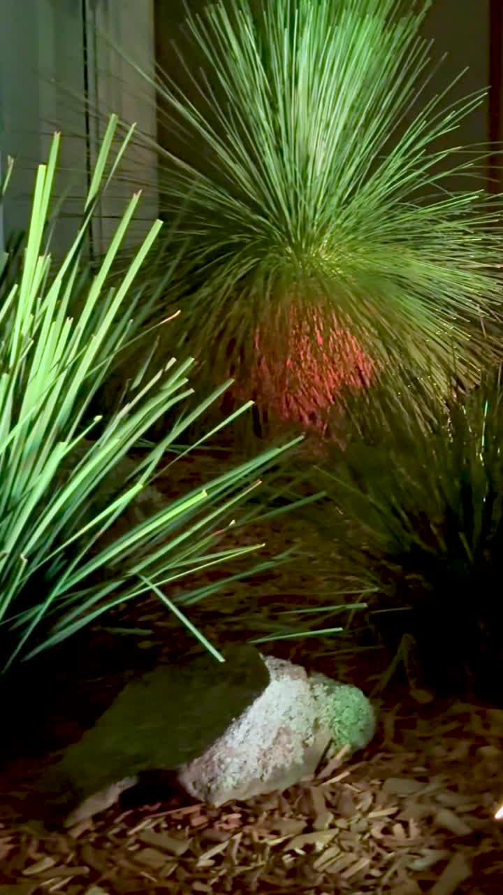 Lebendige Lichter beleuchten eine ruhige Gartenszene