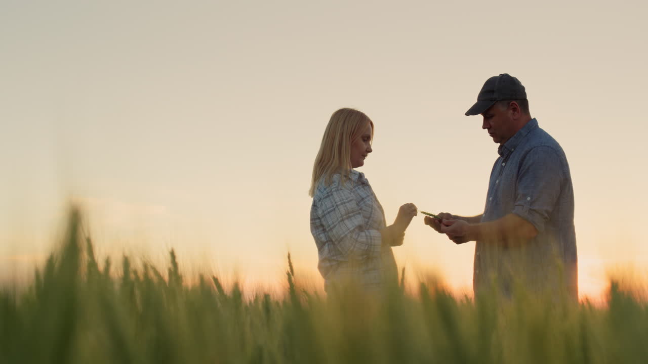 dos agricultores se comunican en el fondo de un campo de trigo.