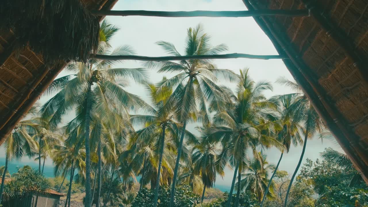 오두막 안에서 종려나무를 밀어 넣는 것