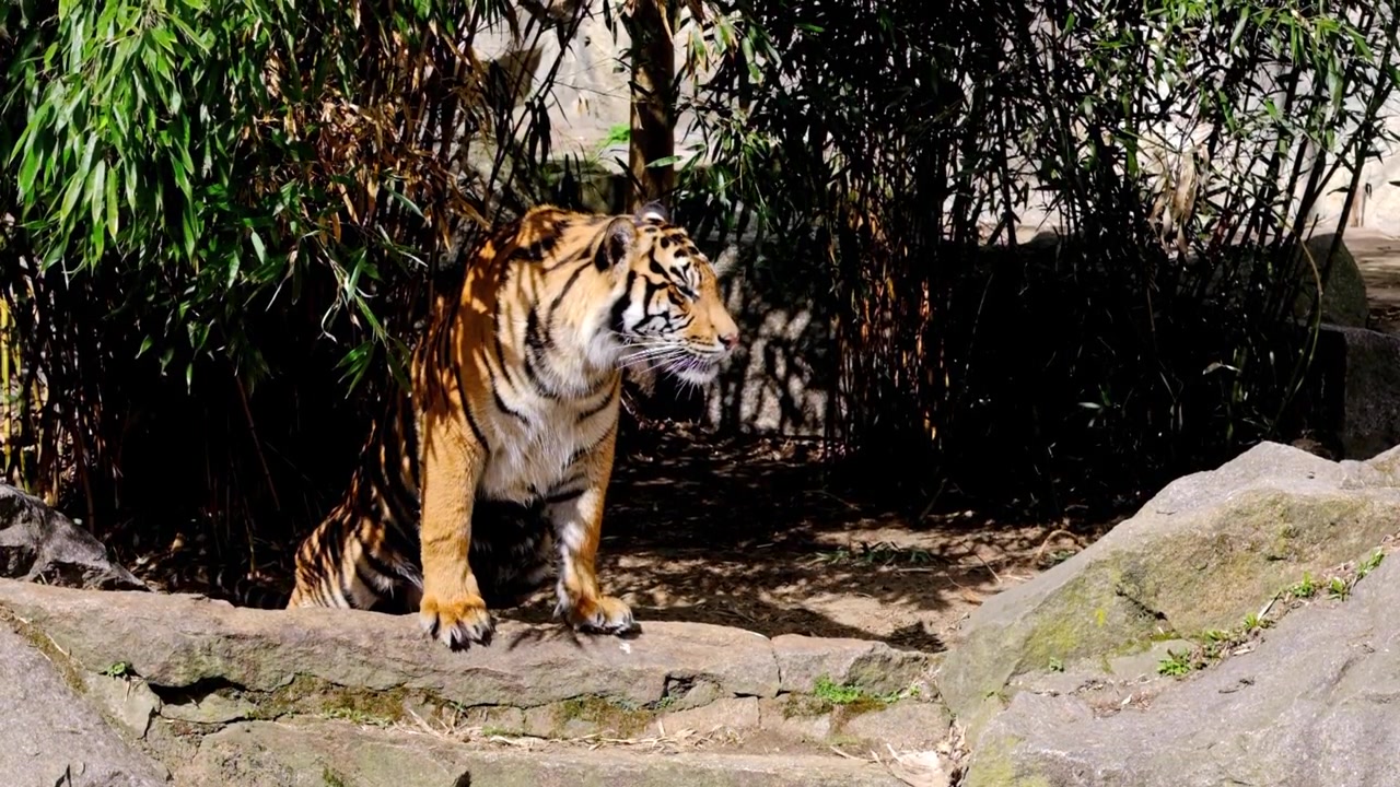 Bengalsk tiger i Berlin Zoo