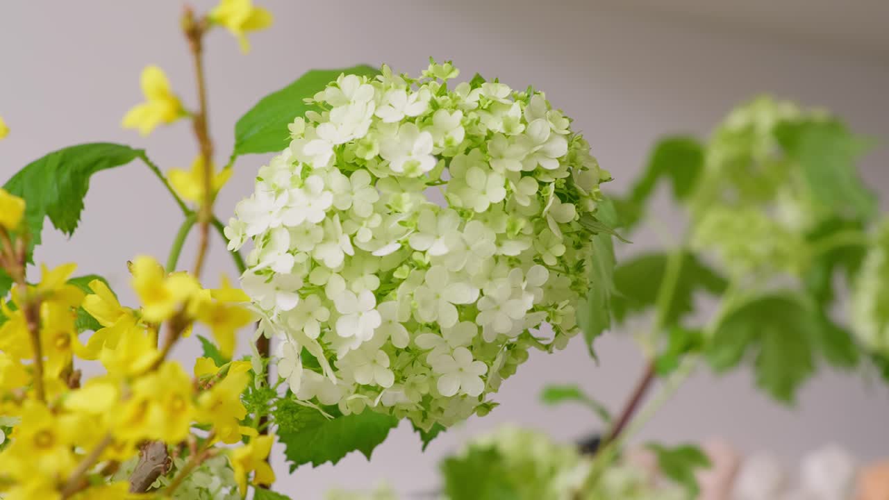 A smooth dolly shot moves left to right through a flower shop, maintaining a fixed focus on a white Viburnum flower with a blurry foreground