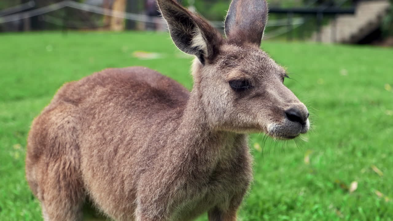 깡충깡충 뛰며 풀을 먹고 있는 캥거루