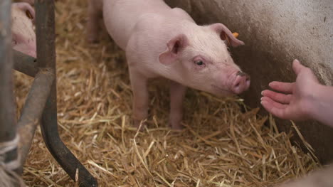 pigs piglets on livestock farm 4