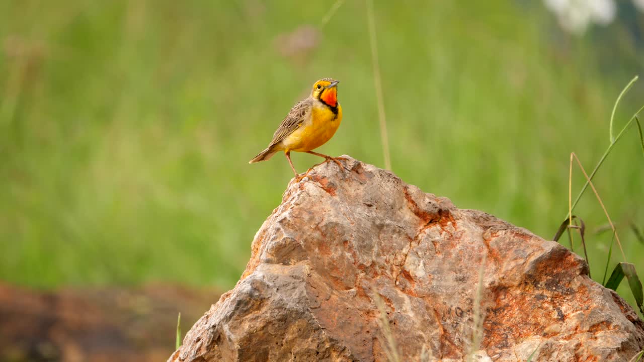 바위, 바람이 부는 흐린 배경에 주황색과 노란색 케이프 longclaw 조류의 닫습니다
