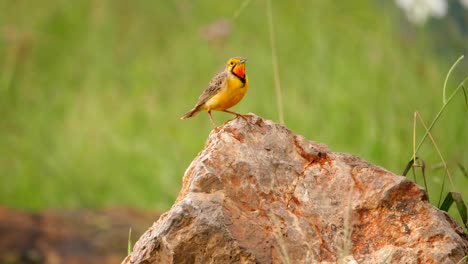 Close-up-of-orange-and-yellow-Cape-Longclaw-bird-on-a-rock,-windy-blurred-background
