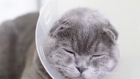 scottish fold cat with e-collar