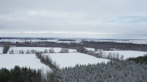 pine trees covered in fresh snow seen from drone flying toward empty farm fields and ground blanketed in white snow