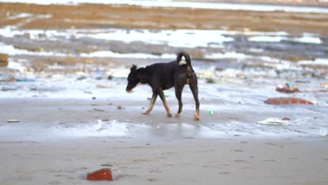 Perro-Negro-Estaba-Caminando-En-La-Playa-Y-Se-Fue-A-Dormir-En-Mahim-Beach-Wide-View-En-Mumbai