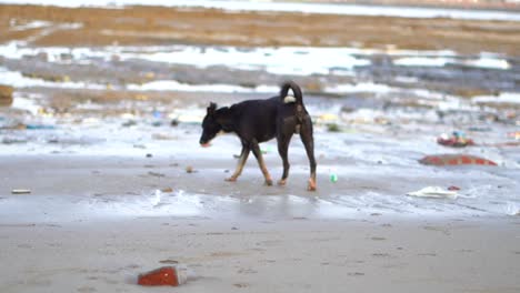 el perro negro estaba caminando por la playa y se fue a dormir a la playa de mahim en mumbai.