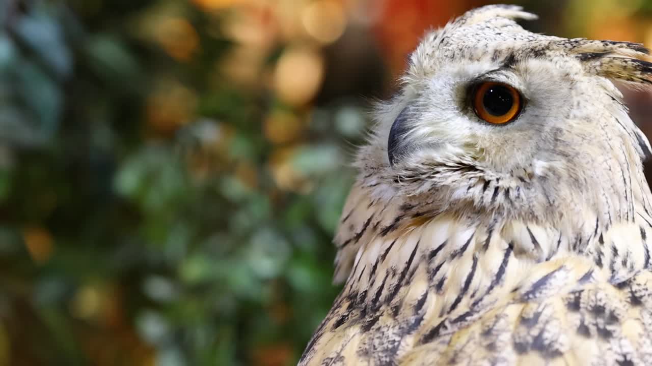 el búho se alza, gira la cabeza, observa el entorno