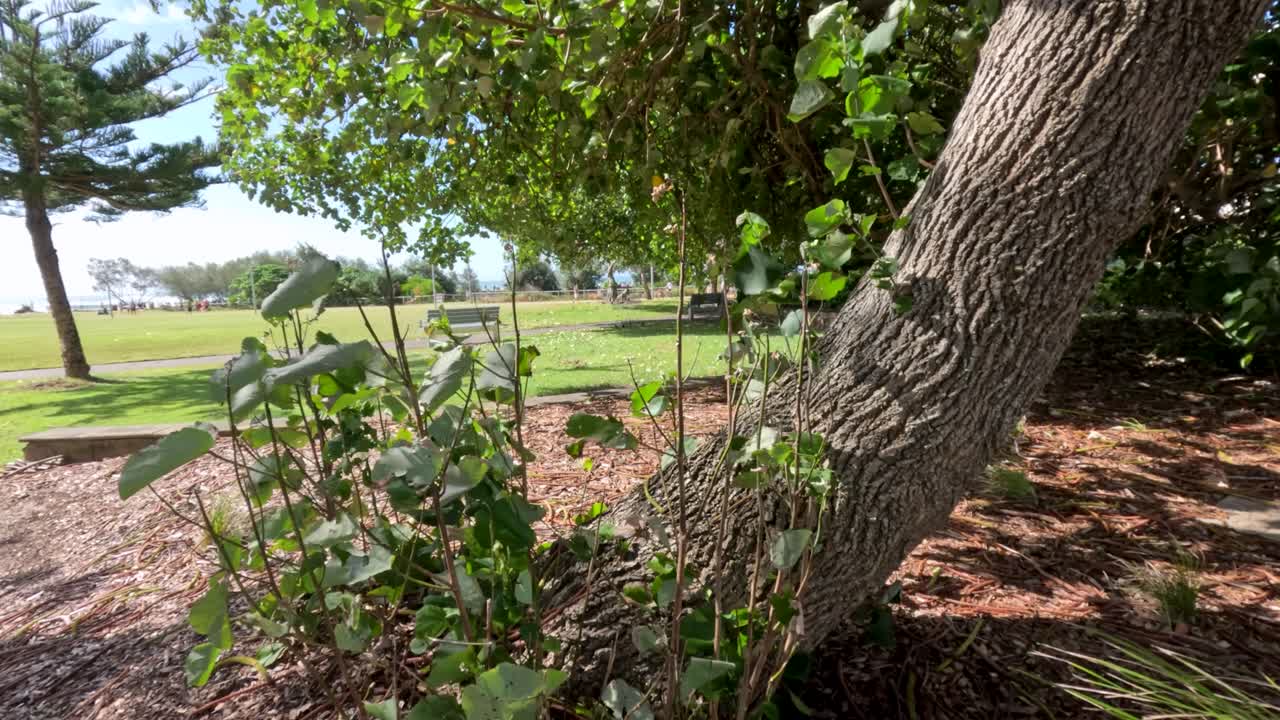 공원 에서 강한 바람 에 굴러가는 나무