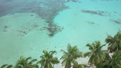 vista aérea de la playa con palmeras