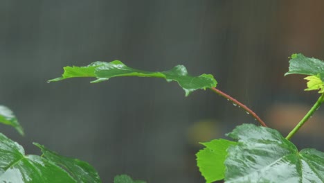 heavy raindrops hit a maple leaf swaying in the wind