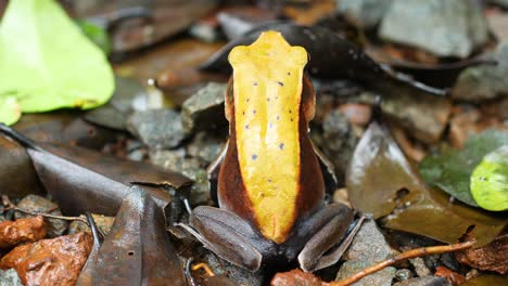 Zweifarbiger-Frosch-Aus-Den-Westlichen-Ghats-Indiens-In-Den-Halbimmergrünen-Wäldern-Während-Der-Monsunzeit,-Eine-Aufnahme-Von-Oben-Nach-Unten,-Laubstreu-Ist-Sein-Normaler-Lebensraum