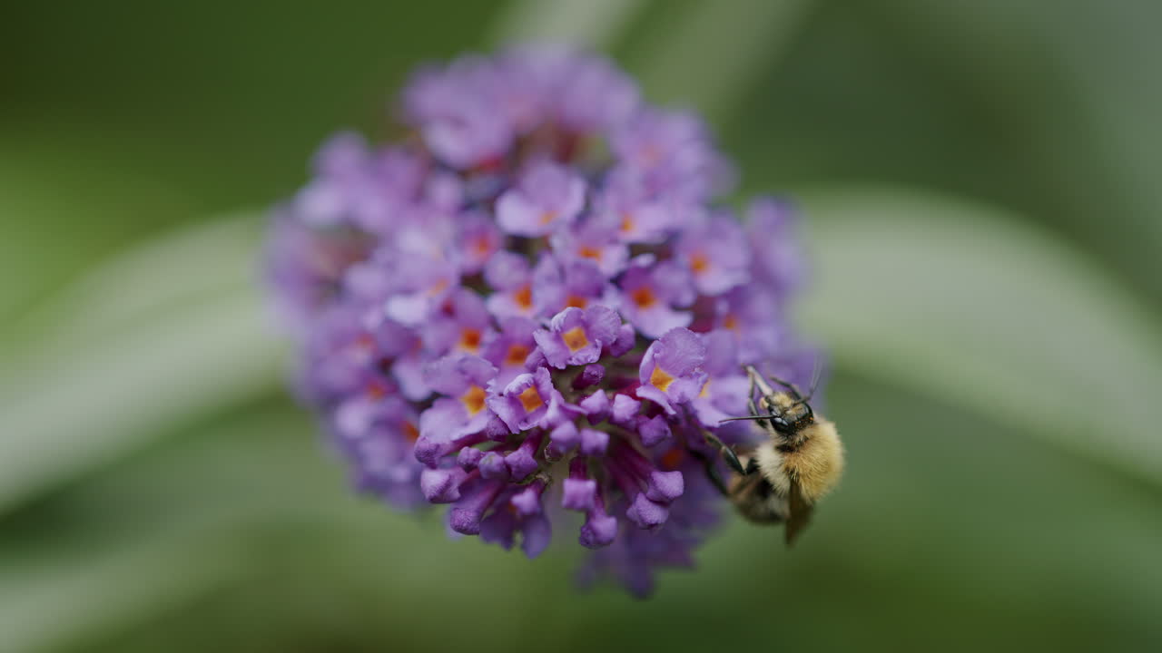 la abeja se limpia en la flor de la budleia, mientras busca el néctar, de cerca