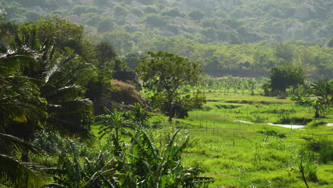 árboles-Verdes-Y-Pastos-Que-Crecen-Abundantemente-En-Las-Tierras-Bajas-De-Vietnam