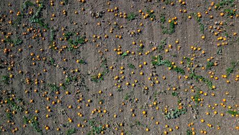 Ansicht-Von-Oben-Nach-Unten-Auf-Kürbisse-Auf-Dem-Feld,-Die-Zum-Pflücken-Bereit-Sind-–-Drohnenaufnahme