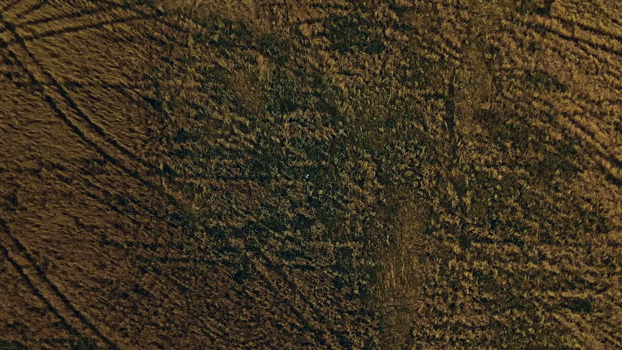 los niños están de pie en el campo. movimiento circular de la cámara. vista aérea video desde el helicóptero. vista superior.