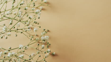 video de múltiples flores blancas y espacio de copia en fondo amarillo