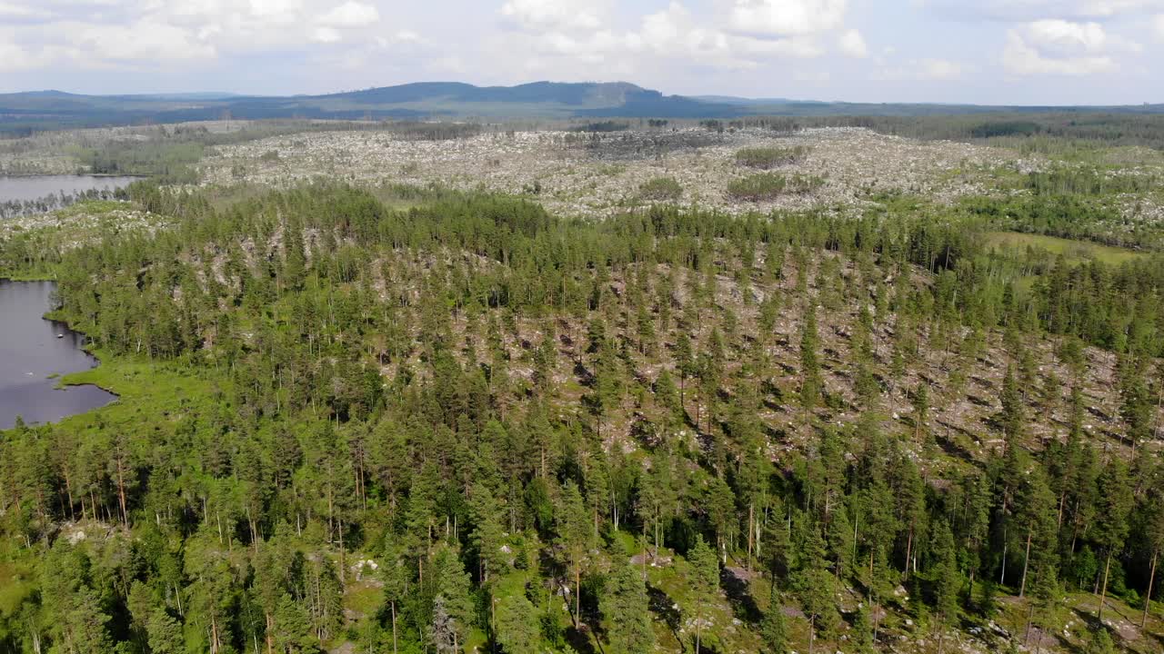 vista aérea cinematográfica que muestra árboles jóvenes y bosques de coníferas en la industria agroforestal de monocultivo en el norte del ártico con hermosos paisajes prístinos montañosos y del golfo del lago