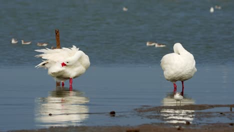 deux cygnes dans un lac avec la lumière du matin