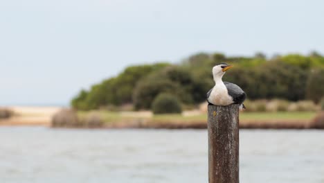 pájaro posado en un poste cerca del agua