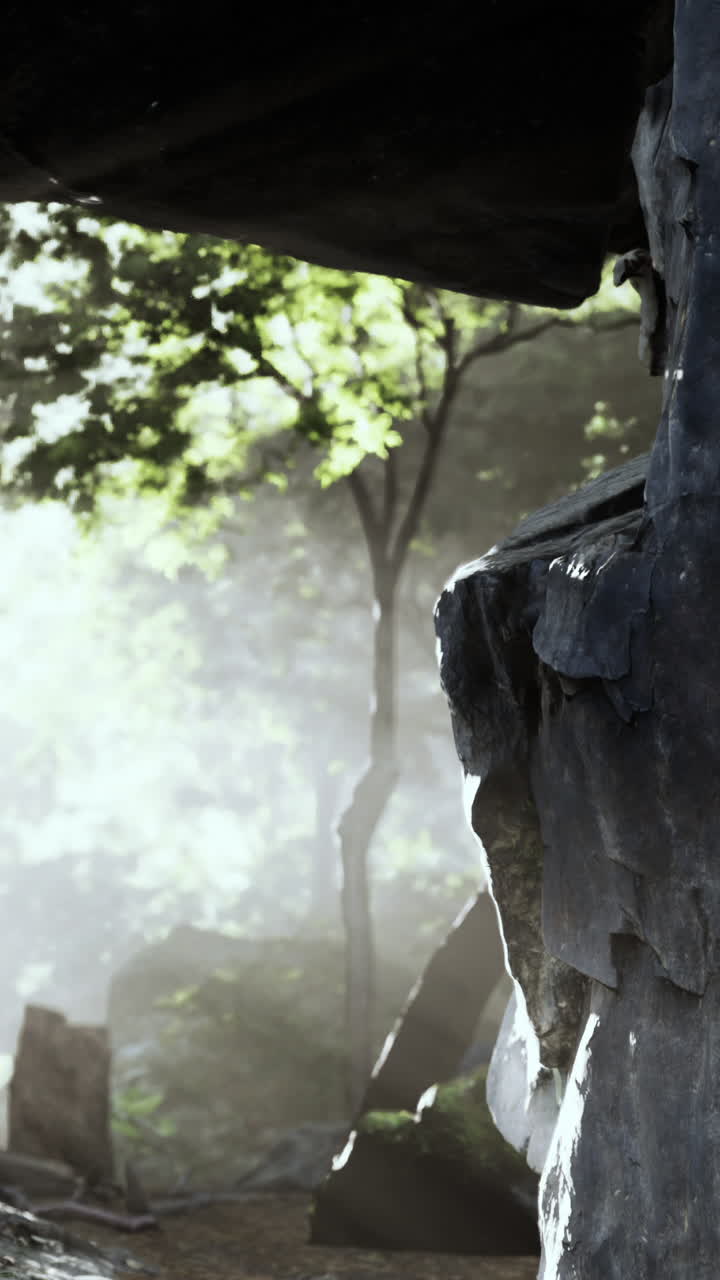 바위와 안개가 있는 숲