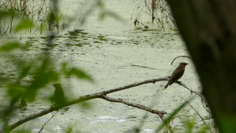 Zedernseidenschwänze-Sitzen-Auf-Einem-Ast-über-Dem-Wasser-Und-Fliegen-Dann-Ab