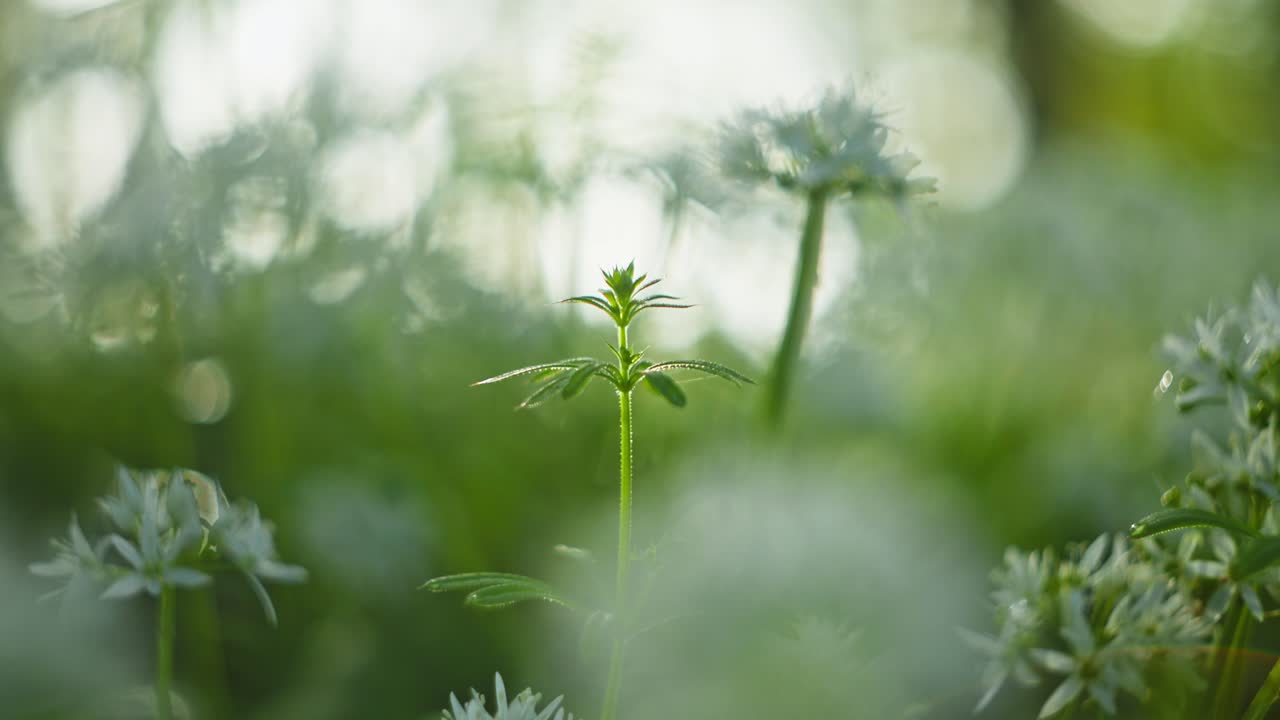 Fresh spring wildflowers