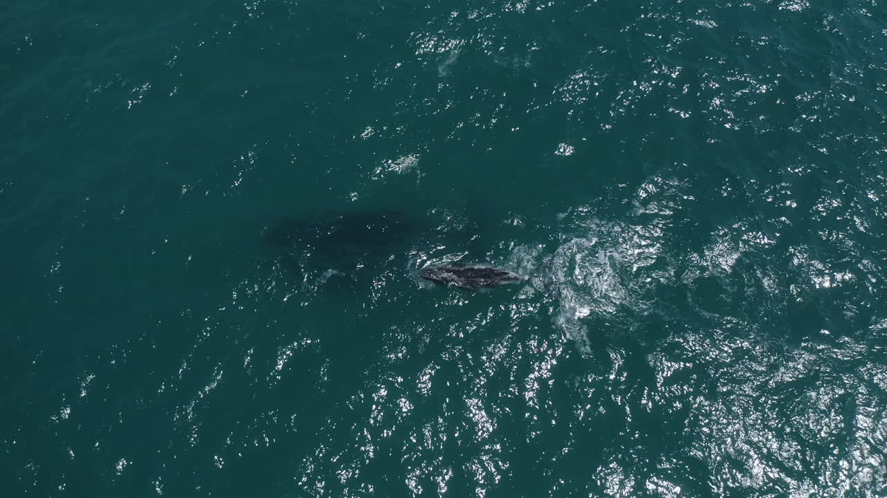 호주 바이런 베이에서 수영하는 혹등고래의 4k 드론 클로즈업 샷