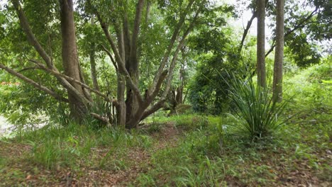 aerial view of dense forest and stream