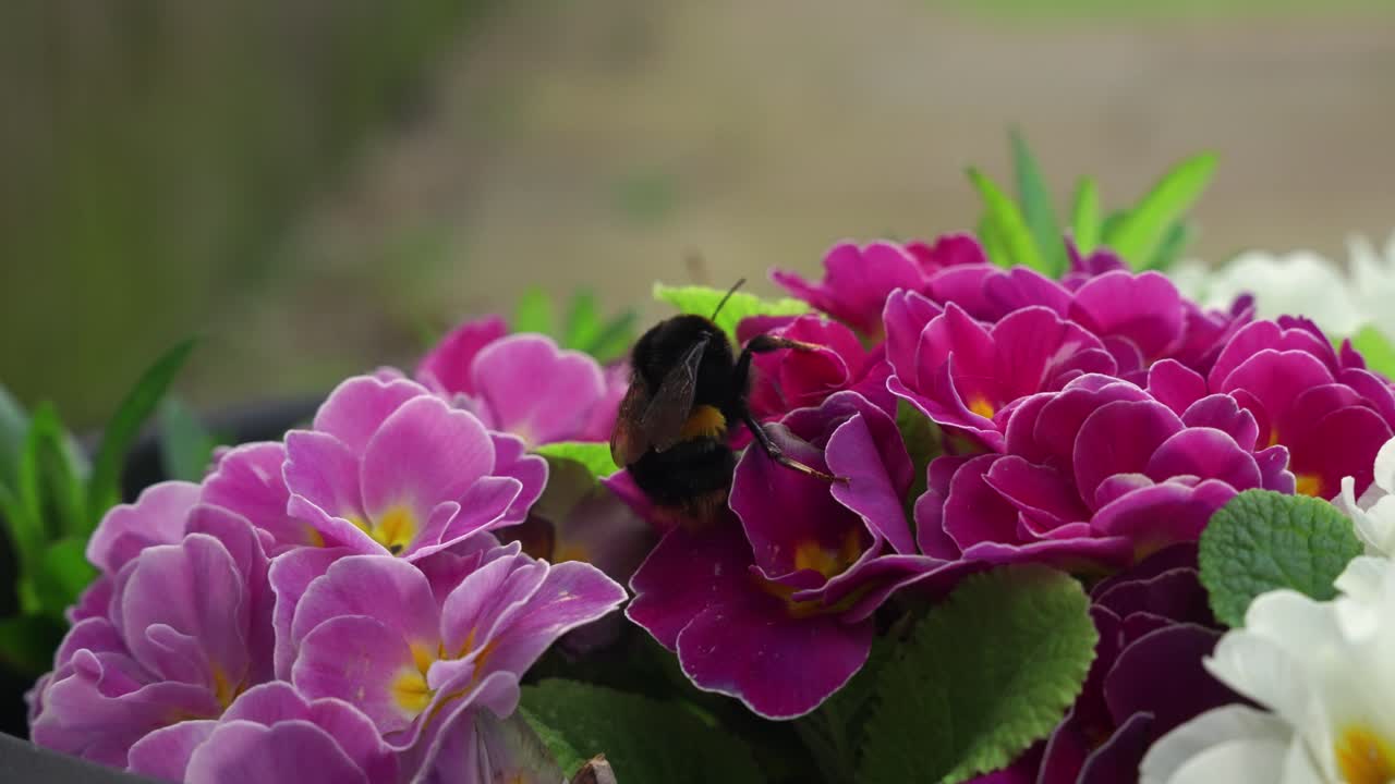 Close-up lebah bumblebee berekor kuning kecoklatan menyerbuki bunga primrose putih dan merah muda dalam gerak lambat