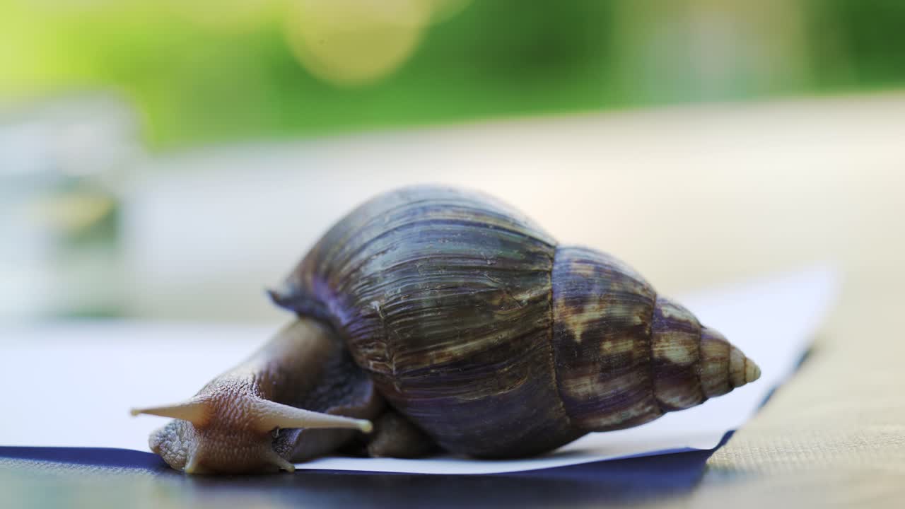 Large snail on a white sheet of paper. Giant African snails, Achatina fulica.