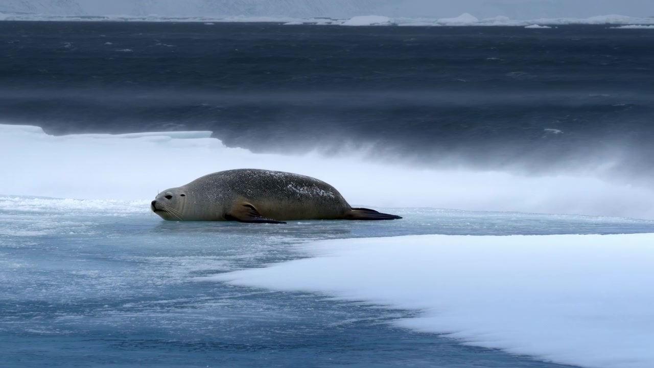 Foca solitaria descansando en un témpano de hielo, océano oscuro al fondo, nieve arrastrada por el viento, luz invernal tenue, respiración lenta visible